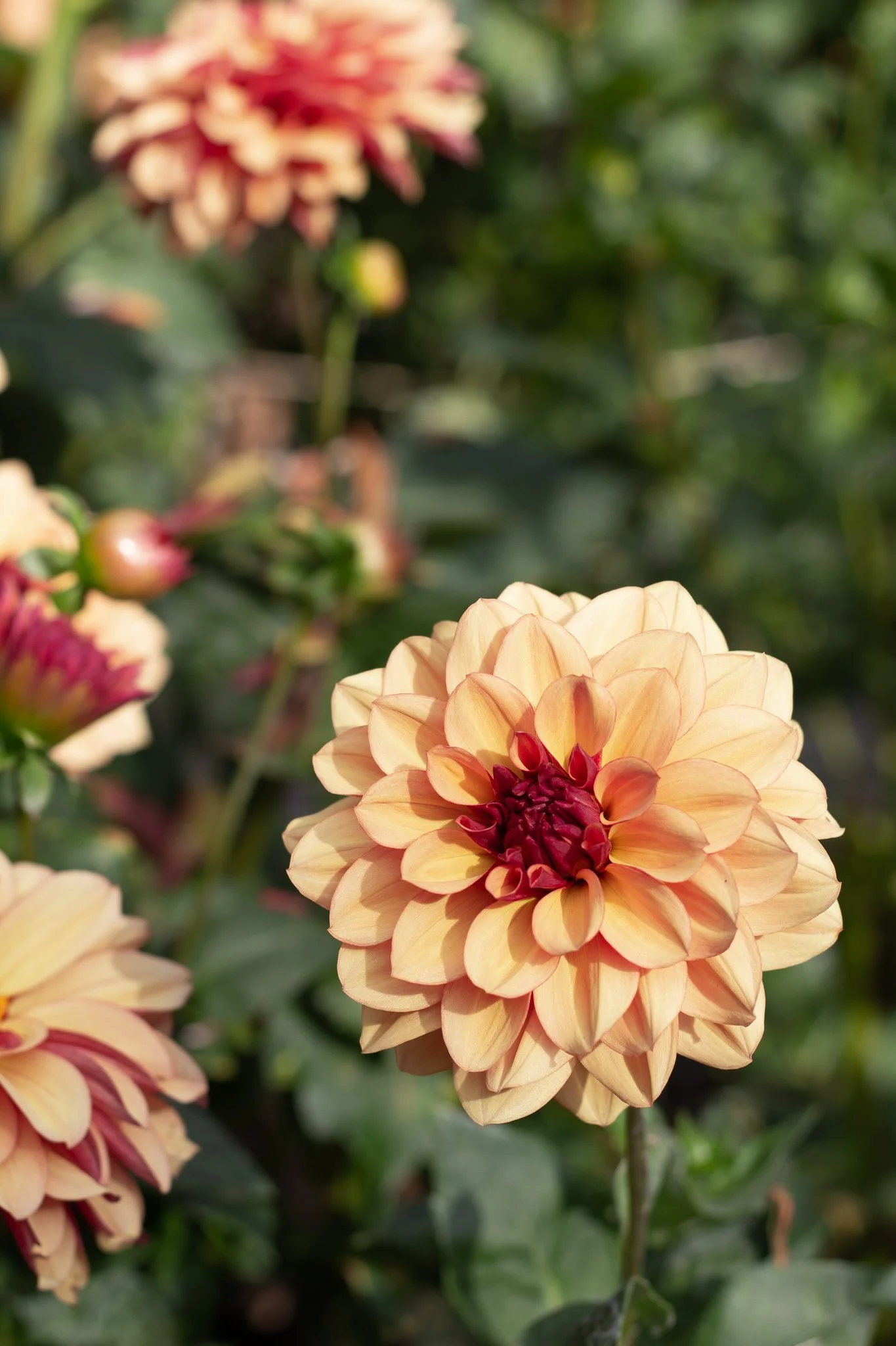 Dahlia : Creme de Cognac — ciderpress lane